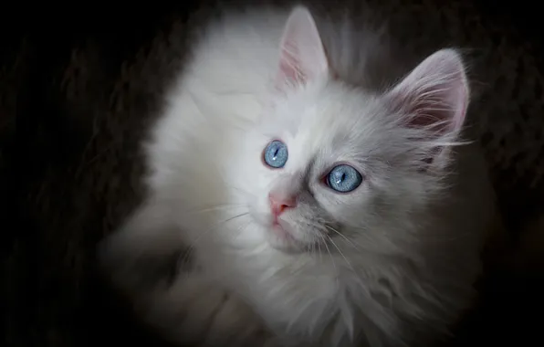 Cat, white, look, pose, kitty, portrait, black background, blue eyes