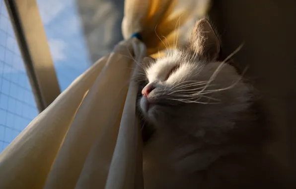 Picture cat, white, cat, mustache, look, face, light, fluffy
