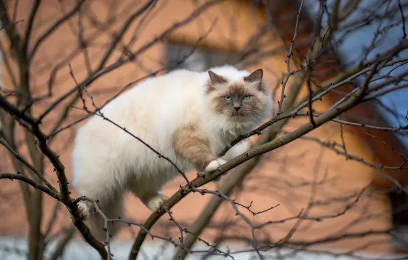 Cat, cat, branches, house, tree, blue eyes, marks, color-point