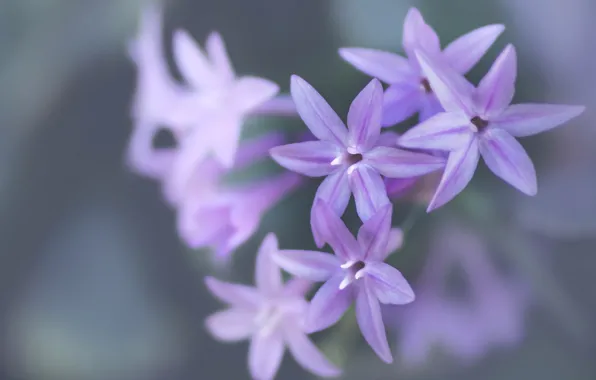 Macro, nature, petals, inflorescence, Tulbaghia purple
