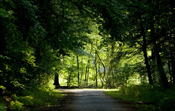Road, forest, trees