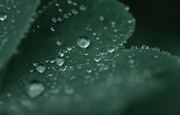 Water, drops, macro, sheet, green, Rosa