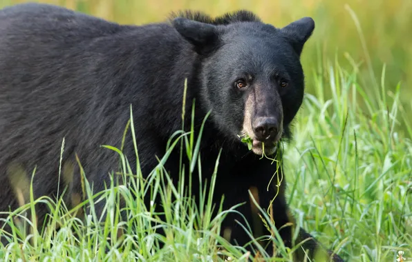 Grass, look, face, glade, black, portrait, bear, walk