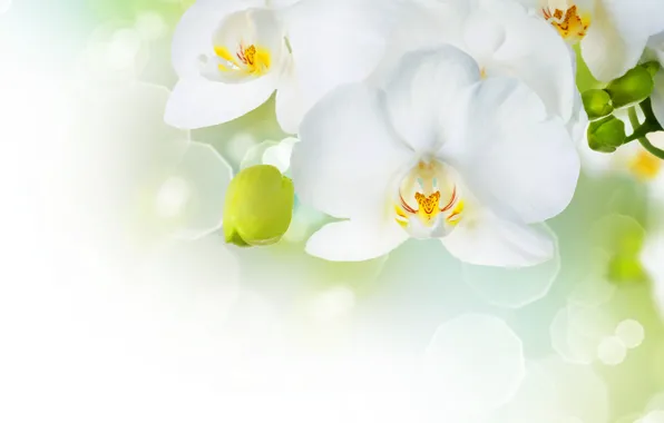 Picture flowers, tenderness, beauty, petals, white, white, orchids, buds