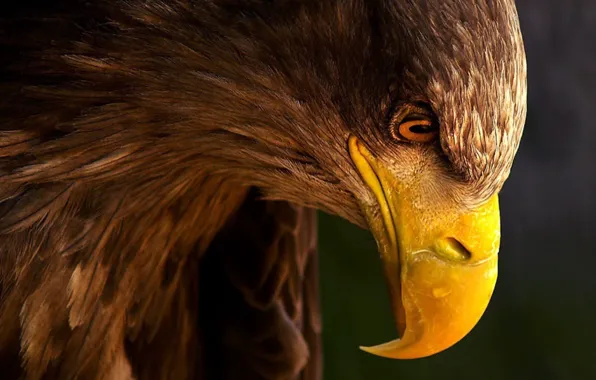 Picture look, eagle, beak, profile