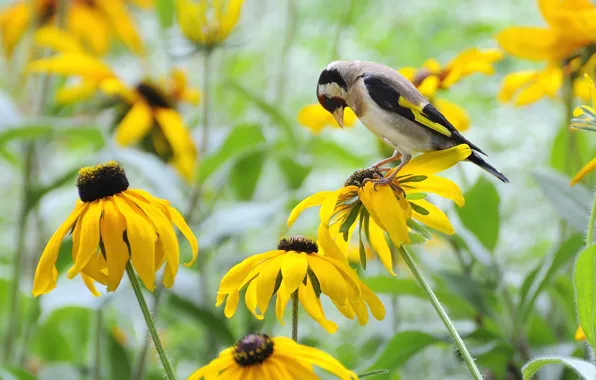 Picture field, flowers, bird, yellow, goldfinch, rudbeckia