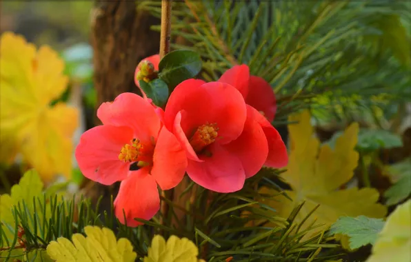 Spring, Spring, quince, Red flowers