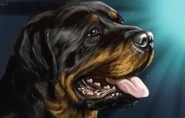 Rottweiler Dog Wallpaper HD 4k for Android - Download | Cafe Bazaar