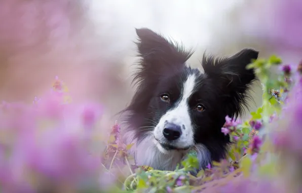 Look, nature, each, dog