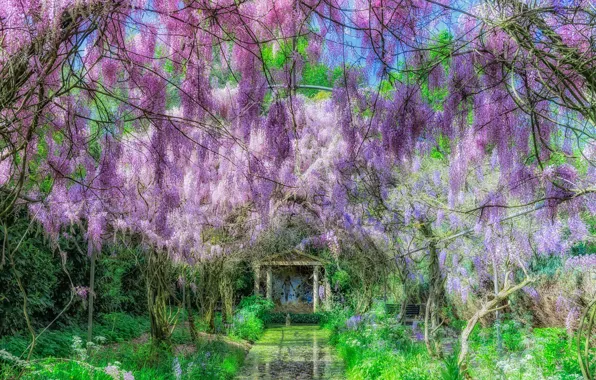 Flowers, Park, spring, garden, pink, flowering, vines, Wisteria