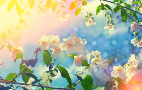 Picture the sky, light, flowers, branches, spring, white, Apple, flowering