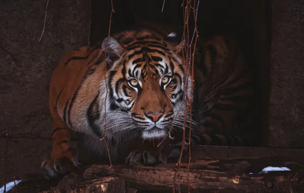 Picture look, face, leaves, tiger, pose, the dark background, portrait, logs