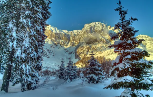 Winter, snow, trees, mountains, nature, spruce, Austria, Alps