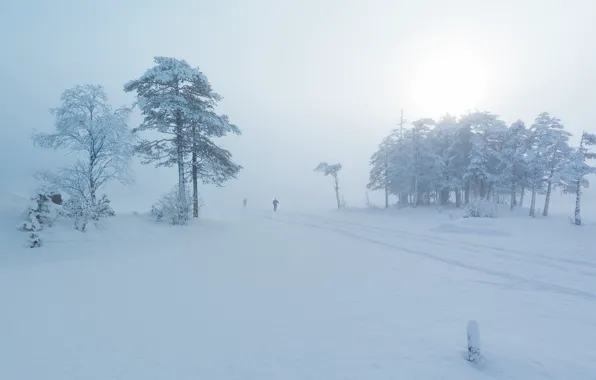 Picture winter, snow, fog