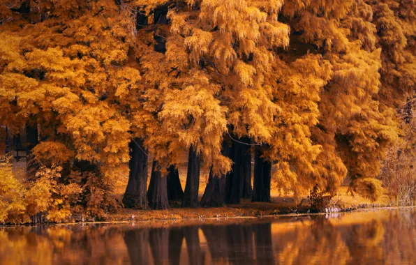 Picture nature, autumn, Autumn Fall Nature