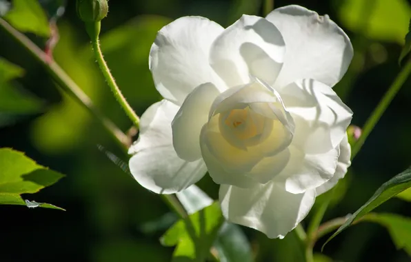 Macro, petals, buds, white rose