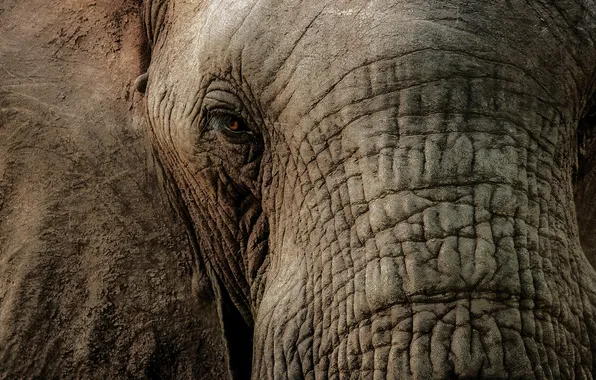 Eyes, elephant, trunk, large
