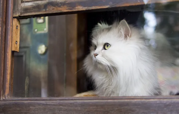 Cat, look, window, fluffy, white cat