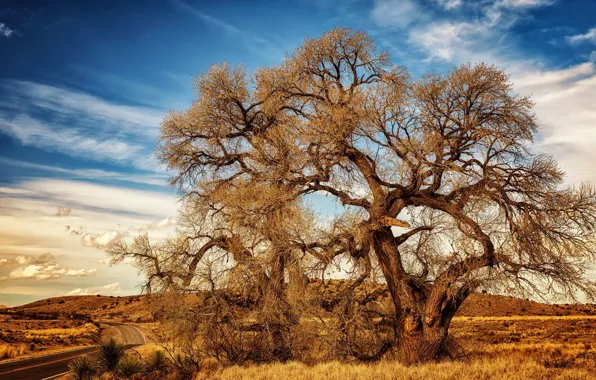 Autumn, the sky, trees
