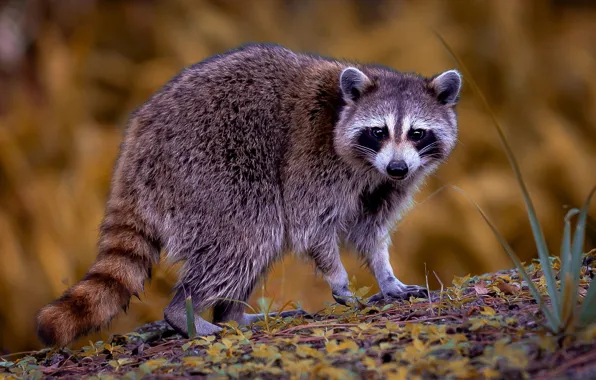 Grass, look, pose, background, raccoon, face, bokeh