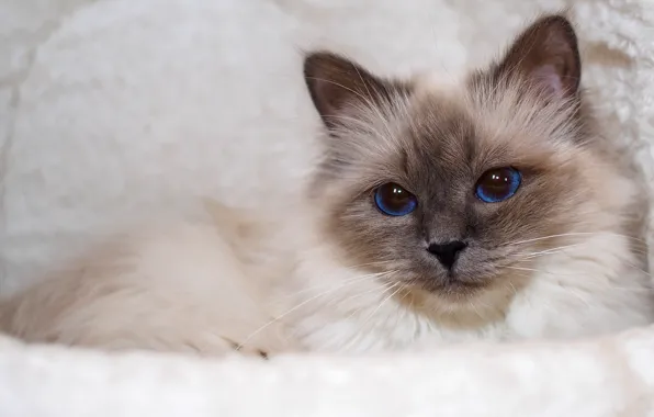 Picture cat, cat, look, face, portrait, lies, fur, blue eyes