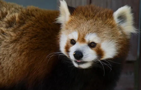 Look, portrait, red Panda, face, red Panda