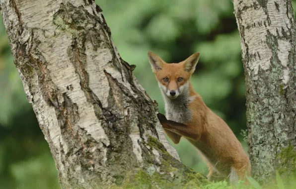 Look, nature, pose, tree, paws, Fox, trunk, birch