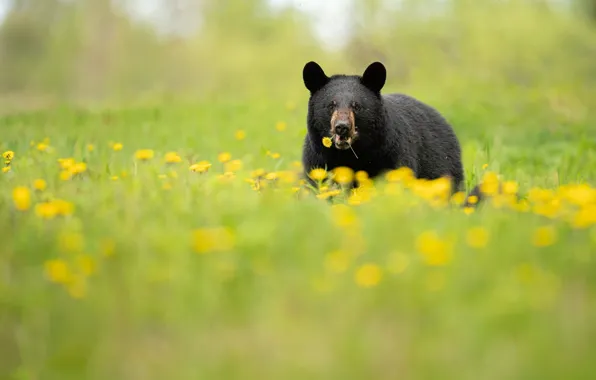 Summer, grass, flowers, dandelion, glade, black, yellow, bear