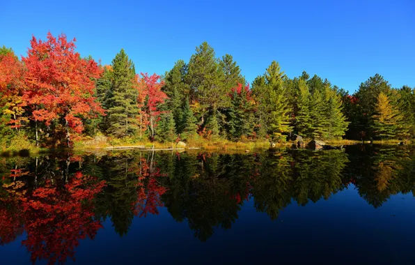 Picture autumn, forest, the sky, trees, sunset, lake, pond