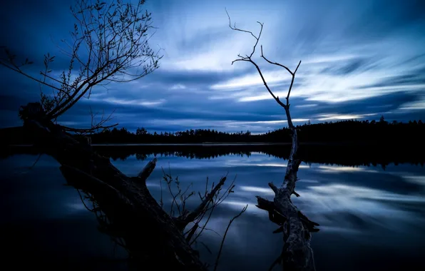 Picture trees, night, lake