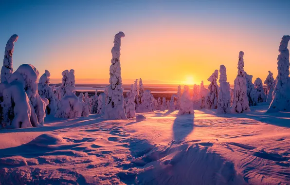 Winter, sunset, the evening, Finland, Riisitunturi National Park