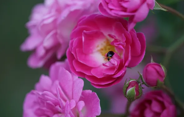 Macro, roses, beetle, petals, insect, buds