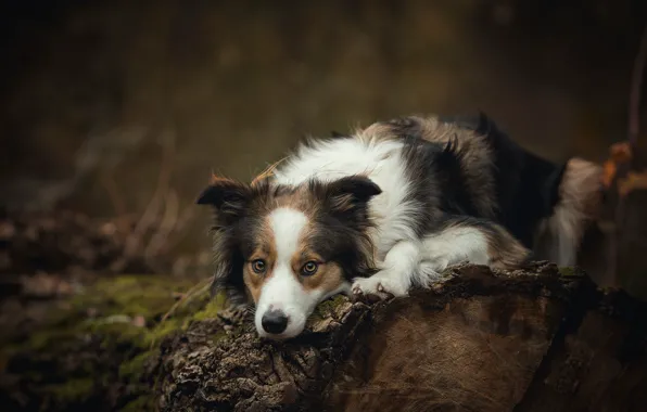 Picture nature, the dark background, tree, dog, lies, log, spotted