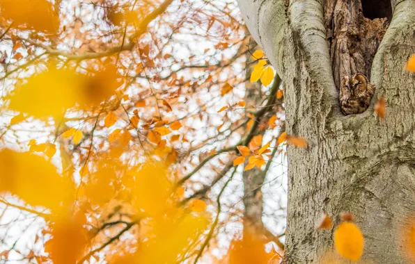 Autumn, leaves, light, branches, nature, tree, owl, bird