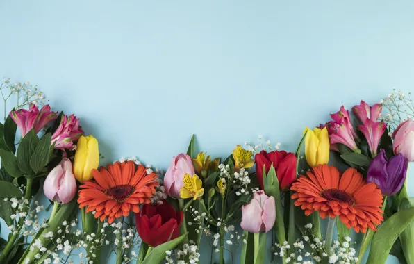 Flowers, colorful, tulips, chrysanthemum, flowers, beautiful, tulips, spring