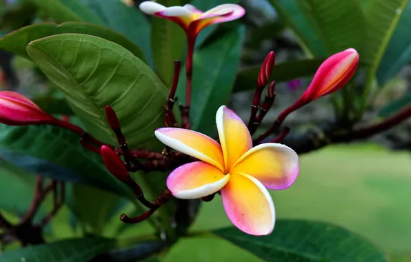 Flower, leaves, branch, petals, plumeria, frangipani