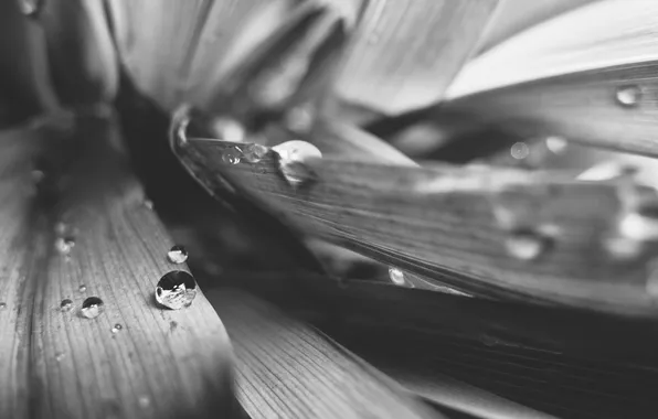 Picture leaves, drops, black and white