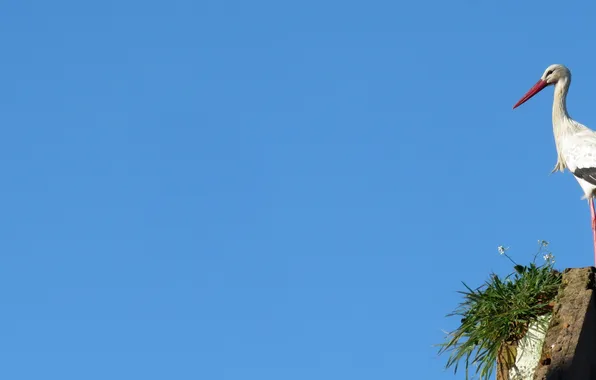 The sky, bird, stork