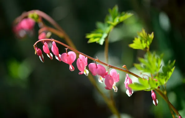 Flower, branch, pink, flowers, broken heart, the bleeding heart