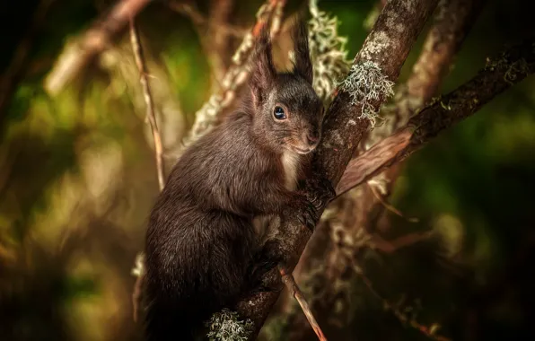 Picture nature, background, protein