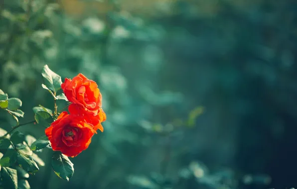 Picture leaves, flowers, red, green, background, widescreen, Wallpaper, blur