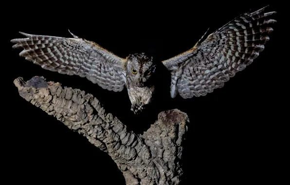 Tree, owl, Bird, Black background, flight, wingspan, David Manusevich, Eurasian scops owl