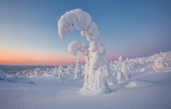 Picture winter, snow, trees, landscape, sunset, nature, ate, The Kola Peninsula