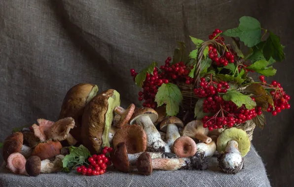 Picture autumn, berries, mushrooms, Kalina