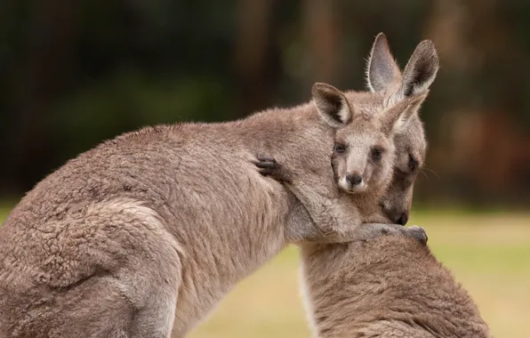 Australia, kangaroo, marsupials