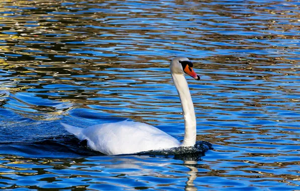 Water, nature, glare, blue, background, blue, bird, ruffle