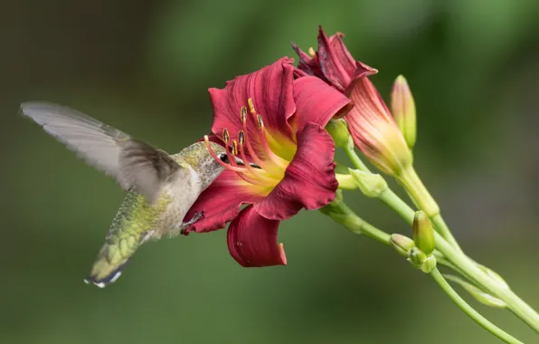 Flower, macro, flight, red, background, bird, Lily, Hummingbird