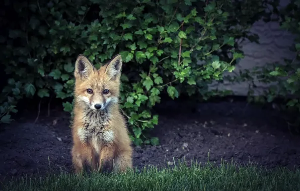 Picture nature, background, Fox