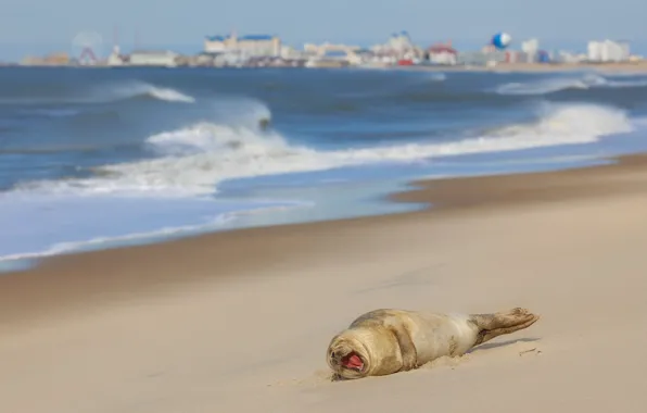 Sand, sea, wave, language, beach, the city, stay, shore