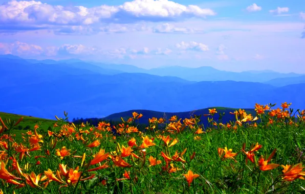 Picture the sky, clouds, flowers, mountains